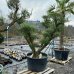 Olivovník európsky (Olea europaea)  - výška: 180-200 cm, kont. C285L - POMPONS (-12°C)